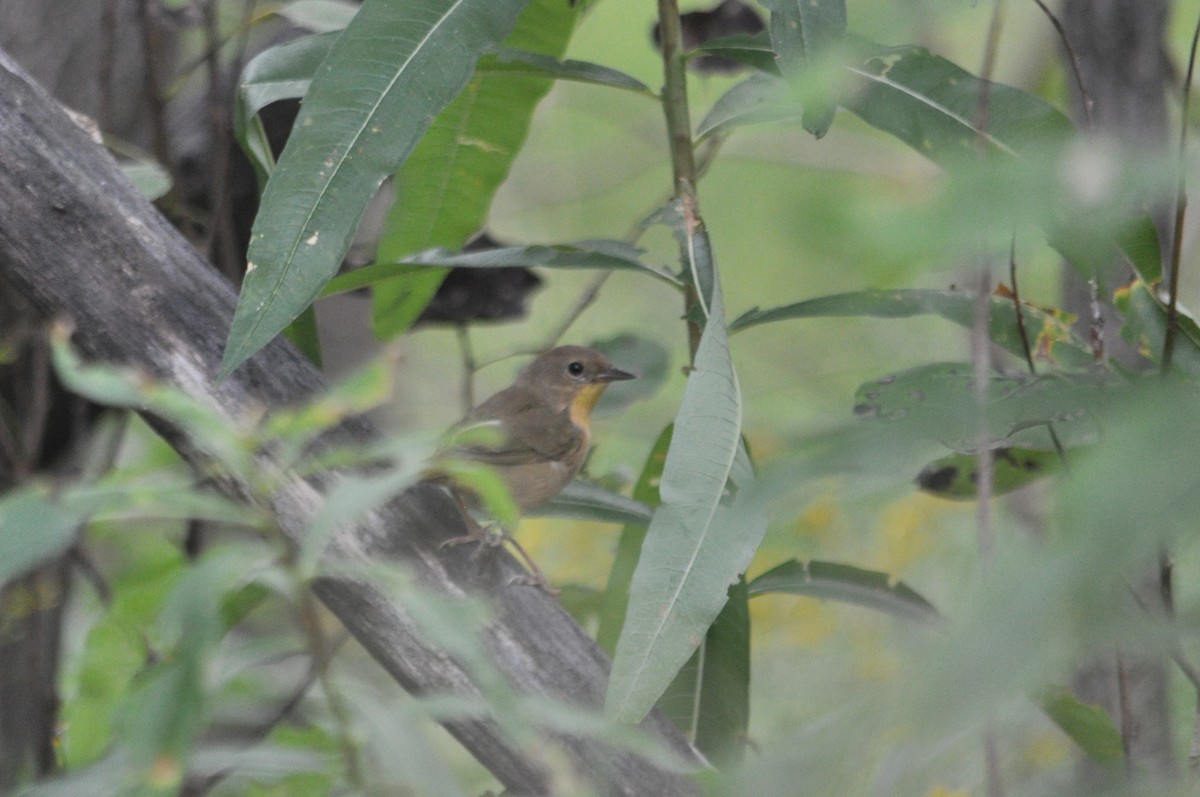 Common Yellowthroat - ML620232267