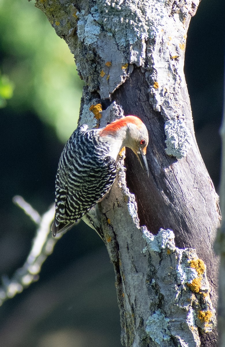 Red-bellied Woodpecker - ML620232271