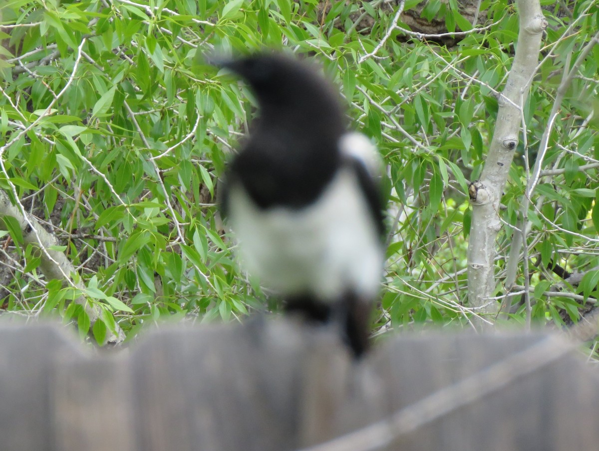 Black-billed Magpie - ML620232275