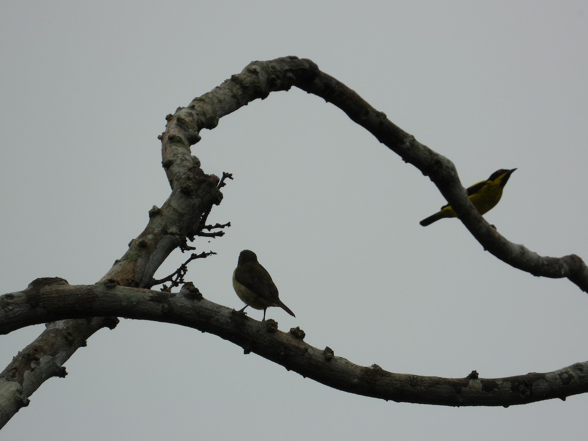 Dacnis à ventre jaune - ML620232282