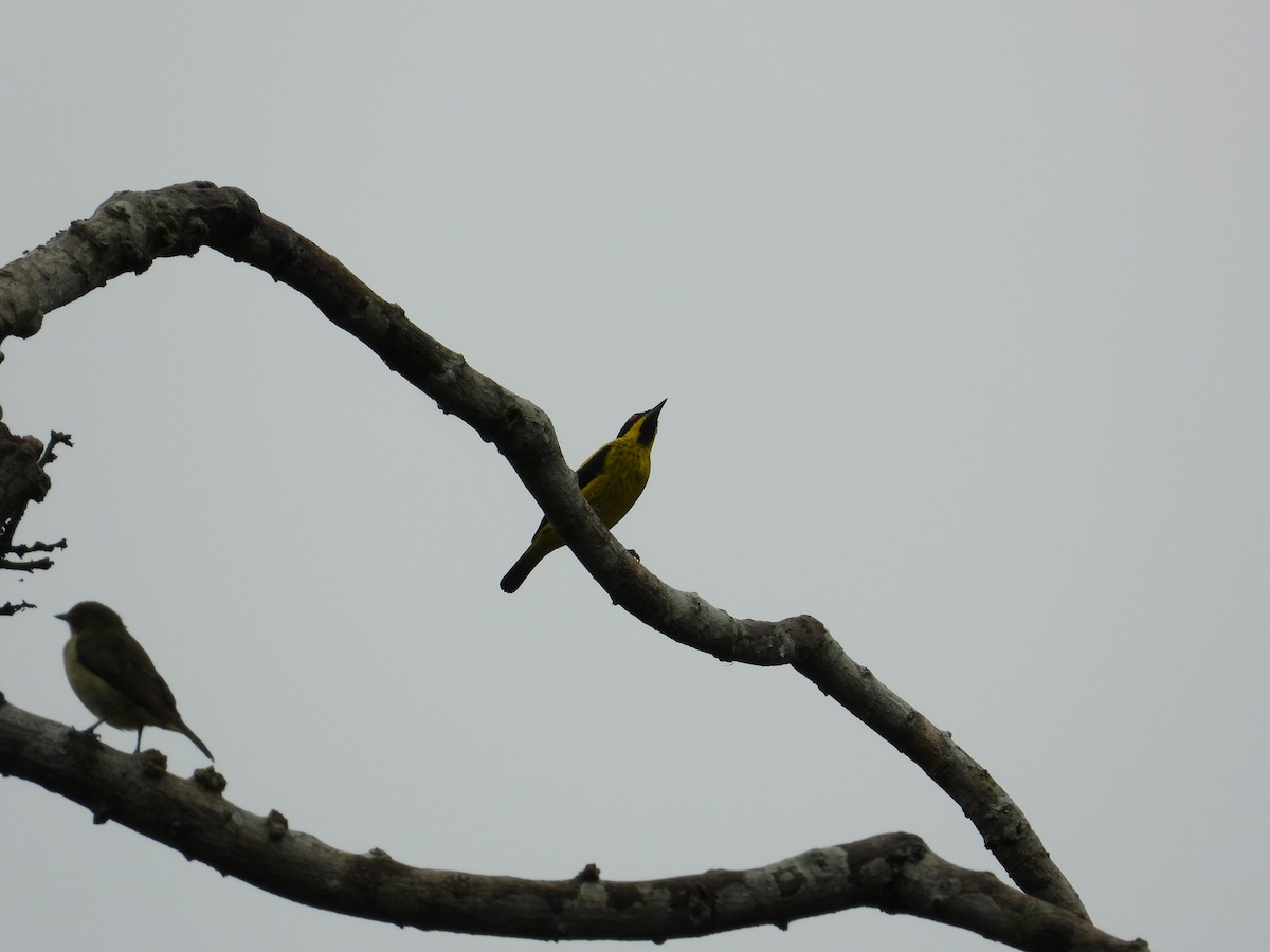 Dacnis à ventre jaune - ML620232286