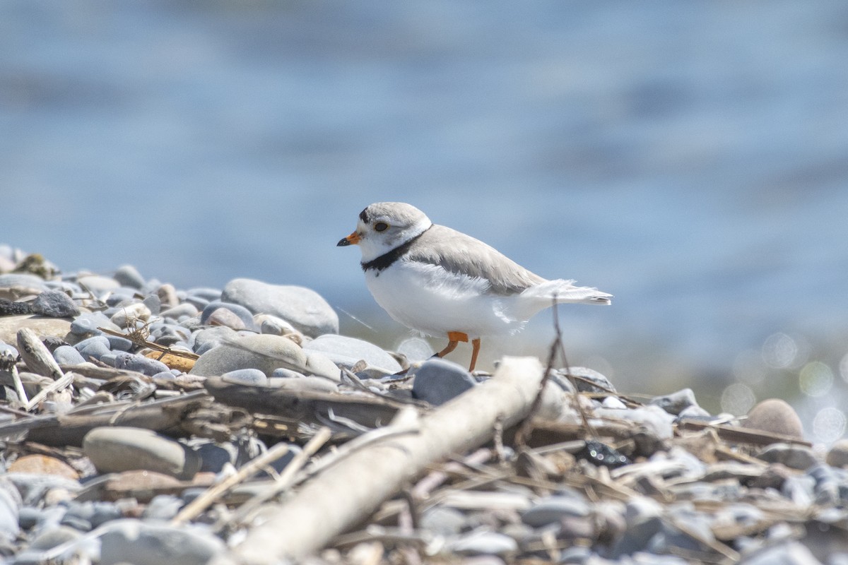 Piping Plover - ML620232313