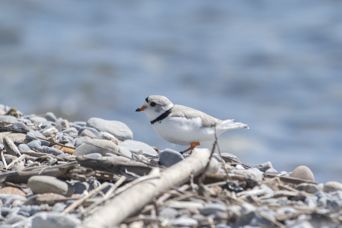 Piping Plover - ML620232314
