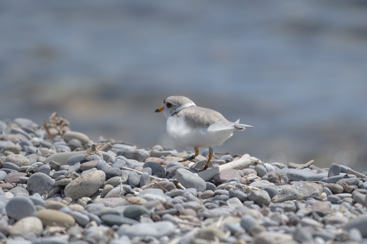 Piping Plover - ML620232316