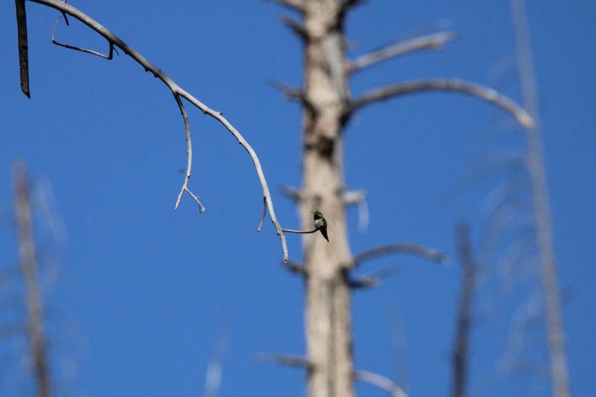 Broad-tailed Hummingbird - ML620232322