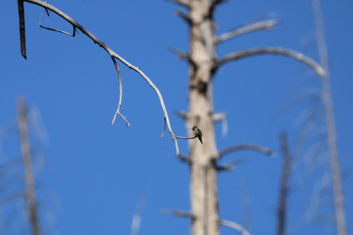Broad-tailed Hummingbird - ML620232323