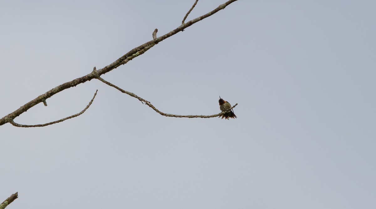 Colibri à gorge rubis - ML620232325