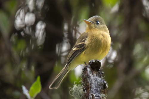 Ochraceous Pewee - ML620232330