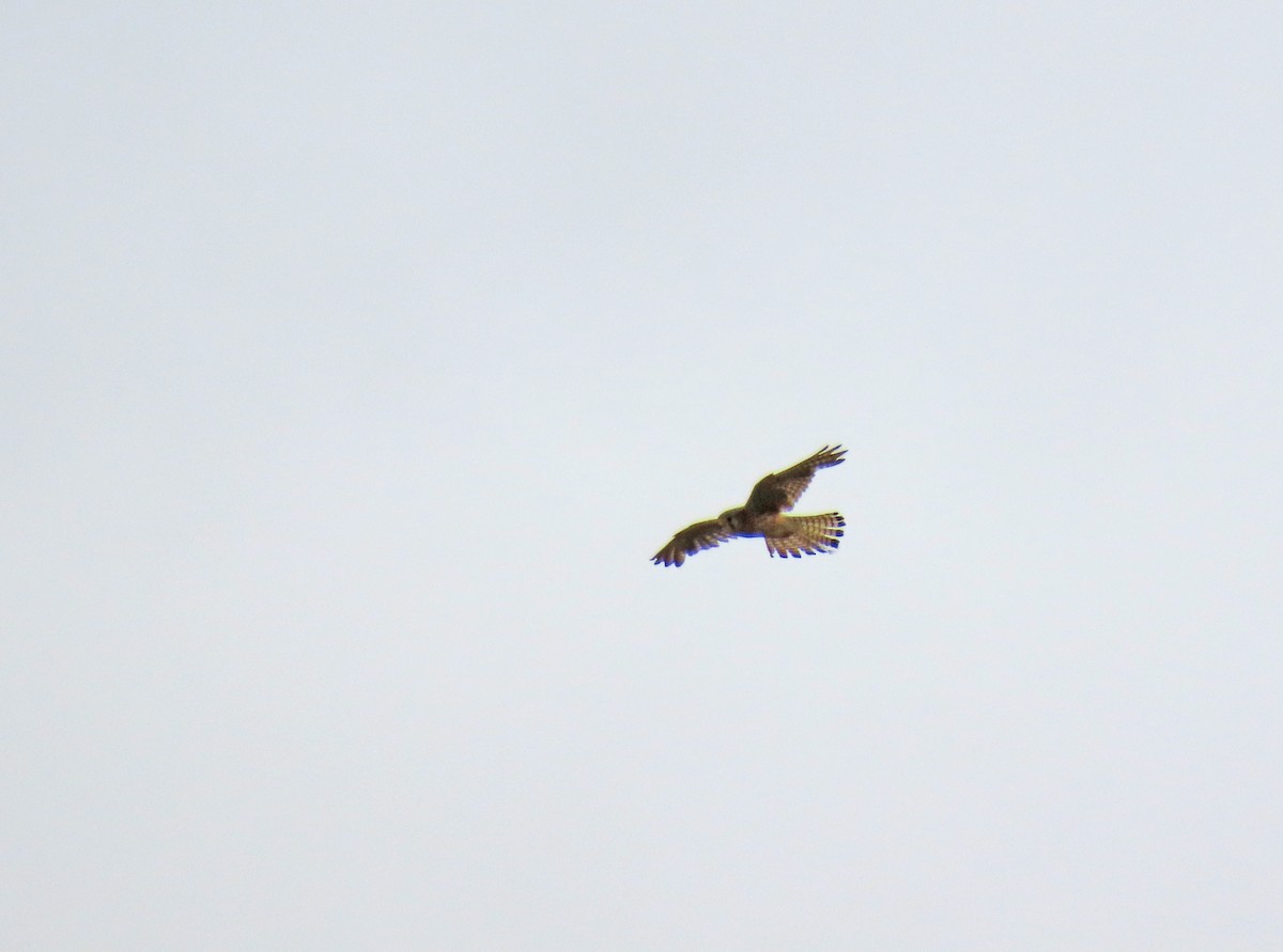 Eurasian Kestrel - ML620232345