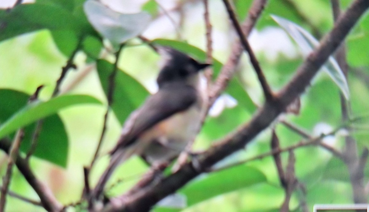 Tufted Titmouse - ML620232353