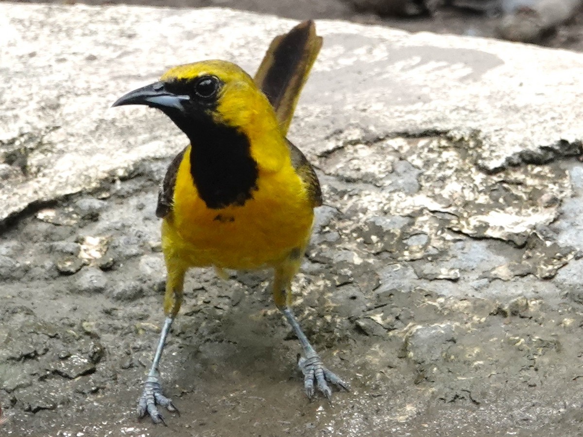 Hooded Oriole - ML620232361