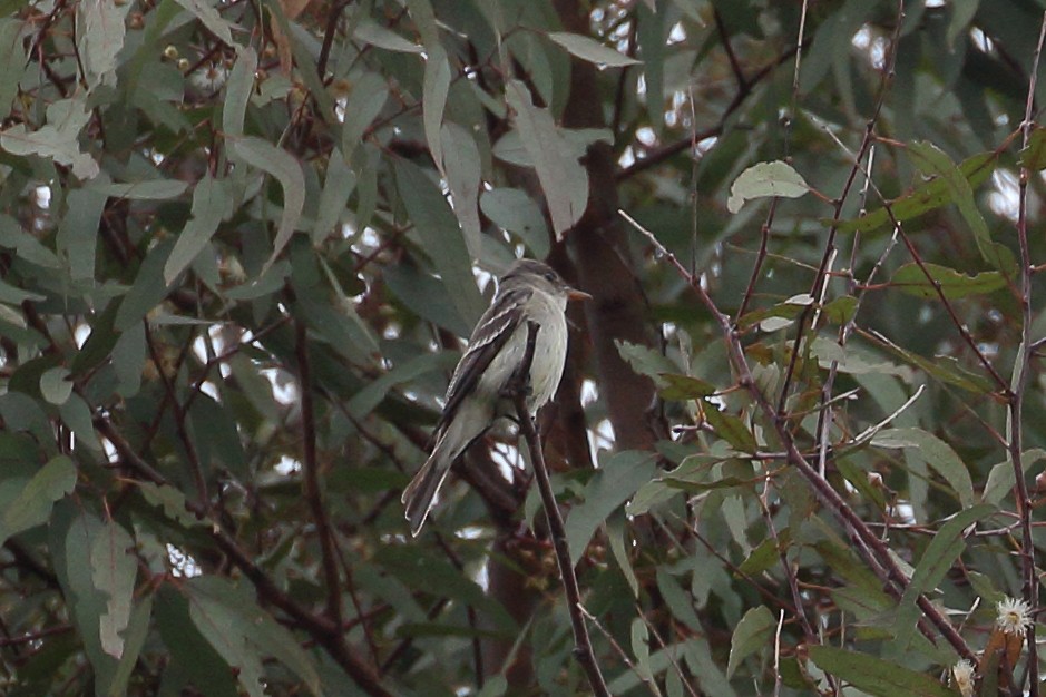 Eastern Wood-Pewee - ML620232364