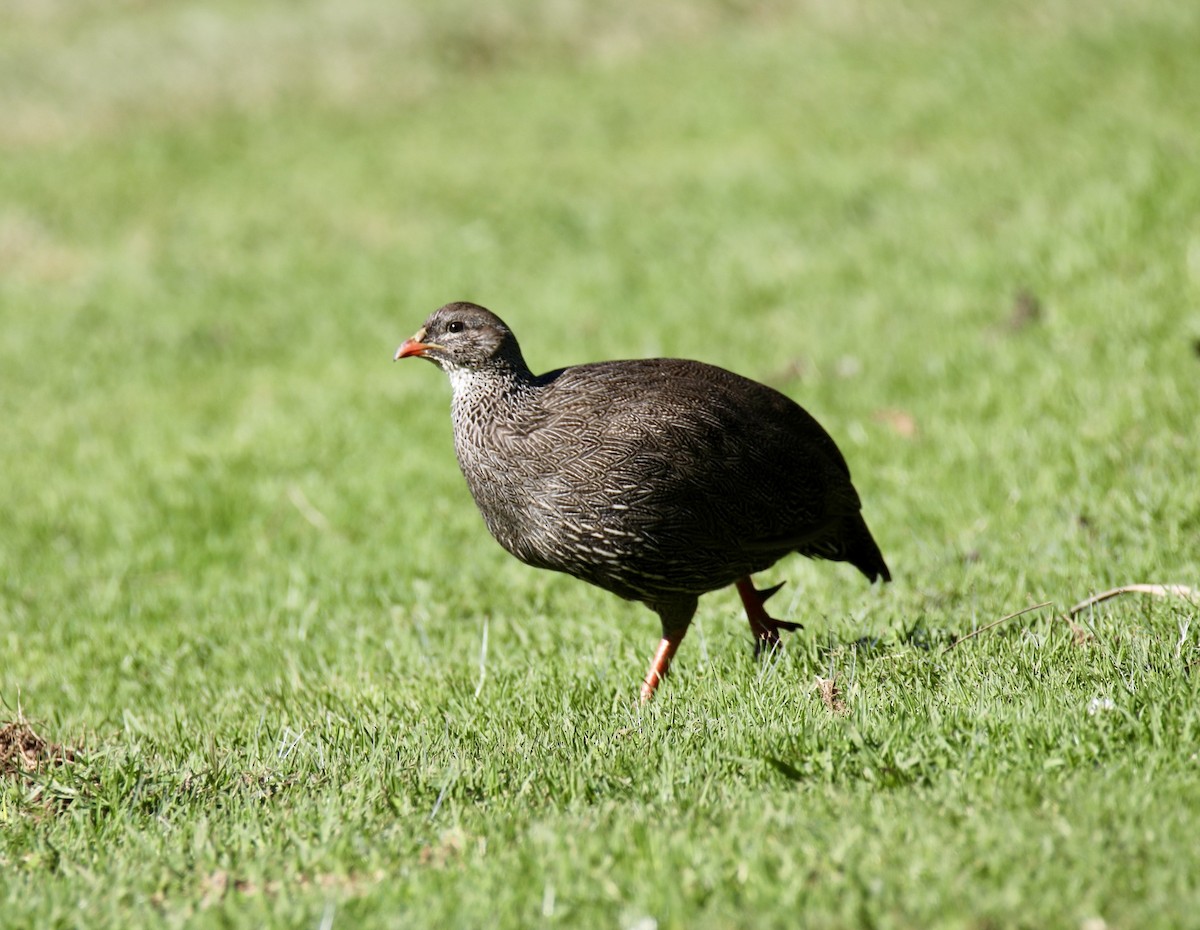 Cape Spurfowl - ML620232368