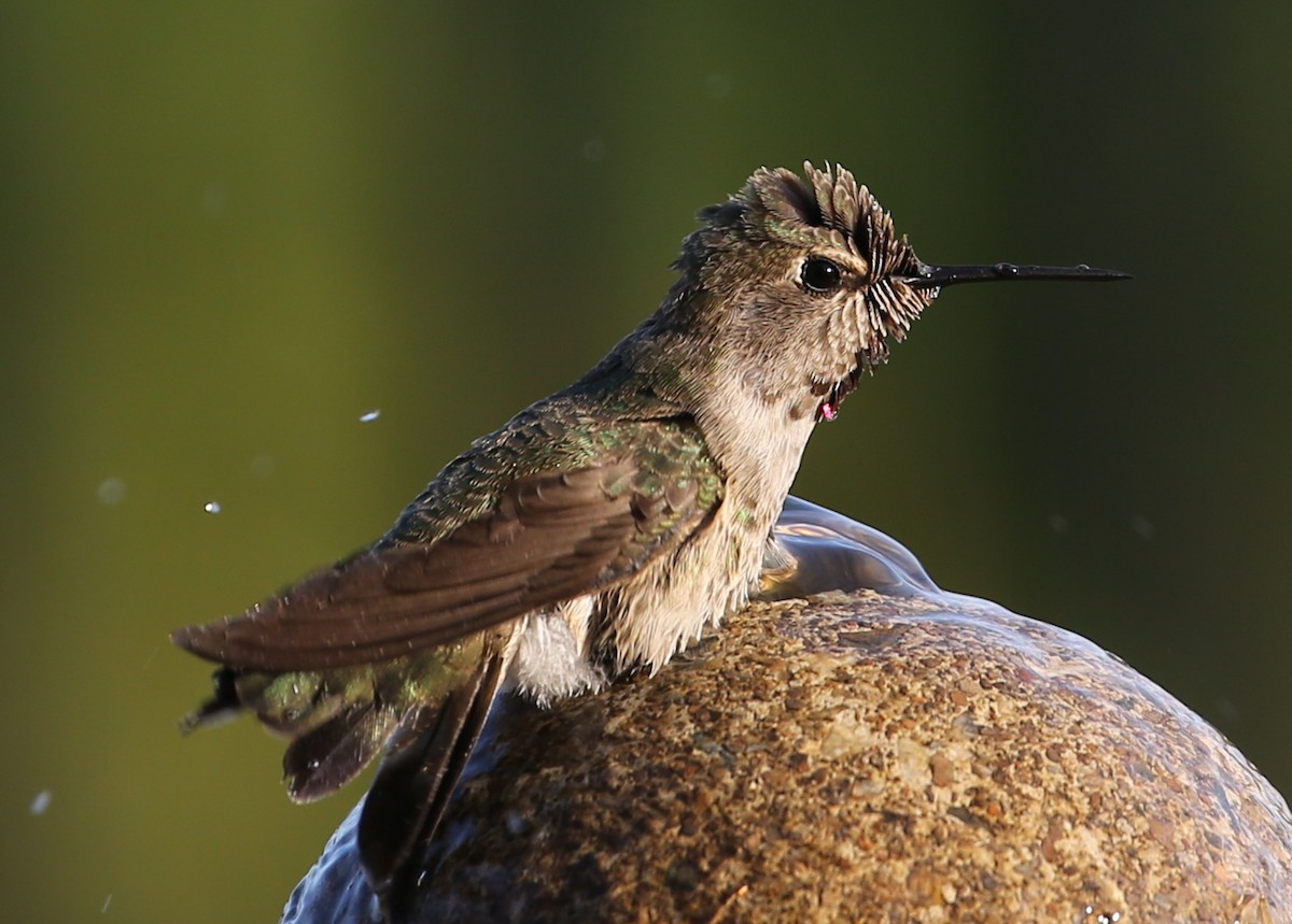 Trochilidae sp. - ML620232378