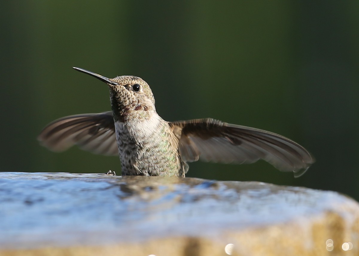 hummingbird sp. - ML620232379