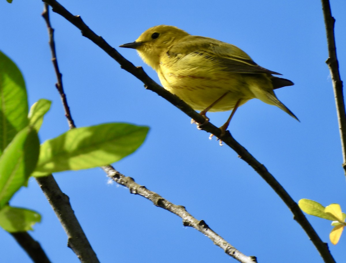 Paruline jaune - ML620232383