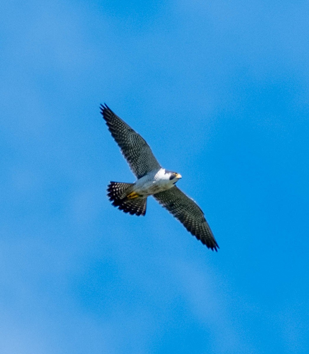 Peregrine Falcon - ML620232391