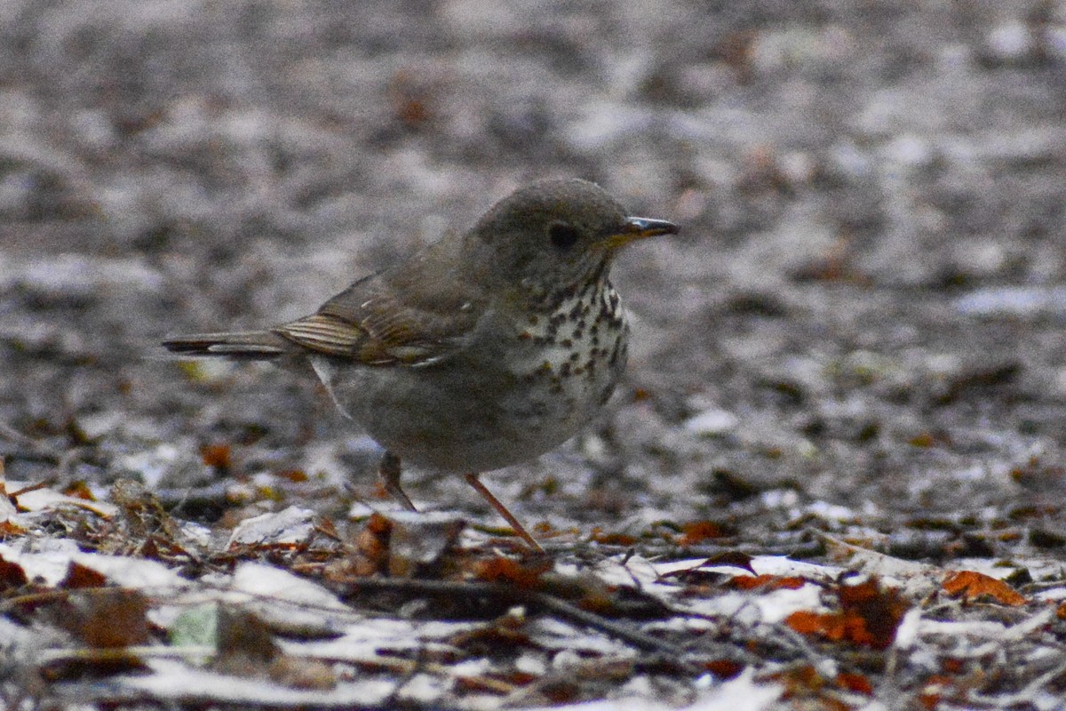 Bicknell's Thrush - ML620232394