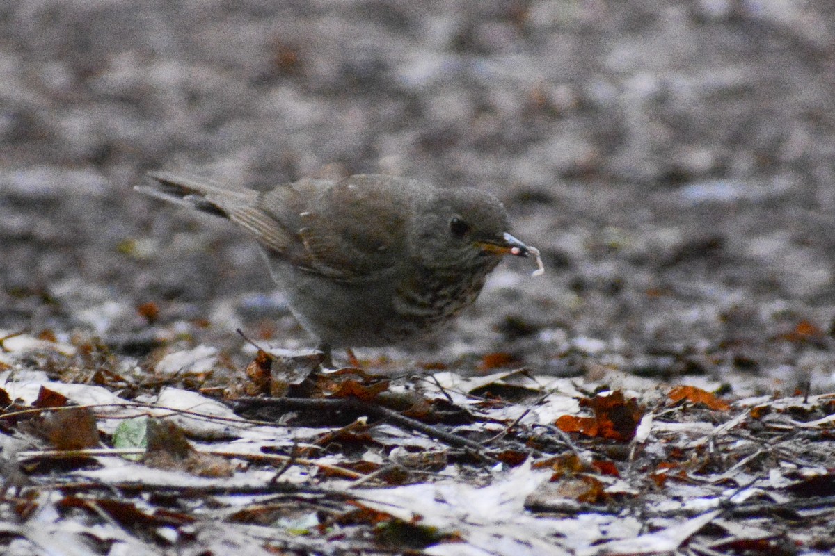 Bicknell's Thrush - ML620232395