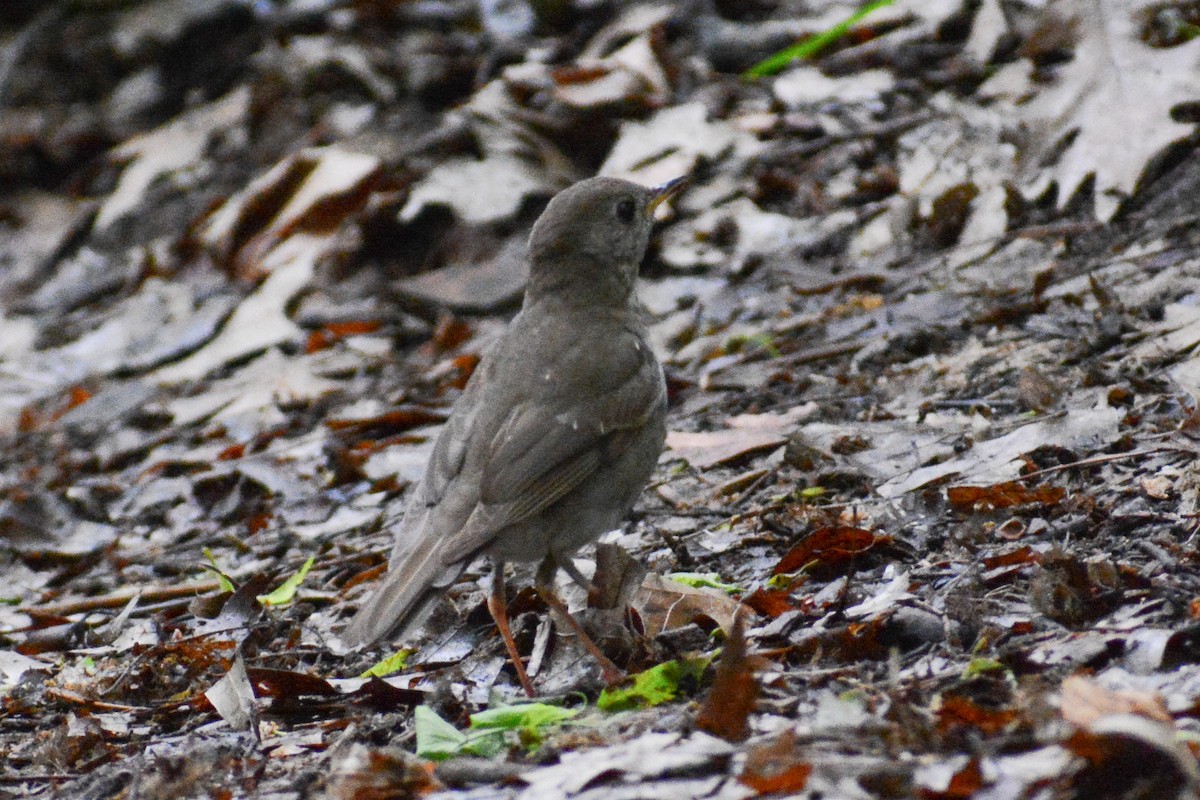 Bicknell's Thrush - David Jeffrey Ringer