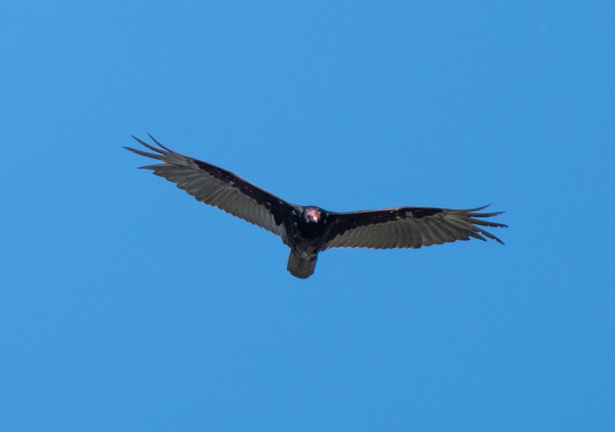 Turkey Vulture - ML620232402