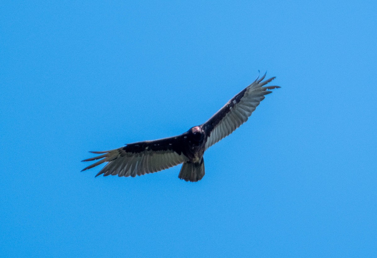 Turkey Vulture - ML620232404