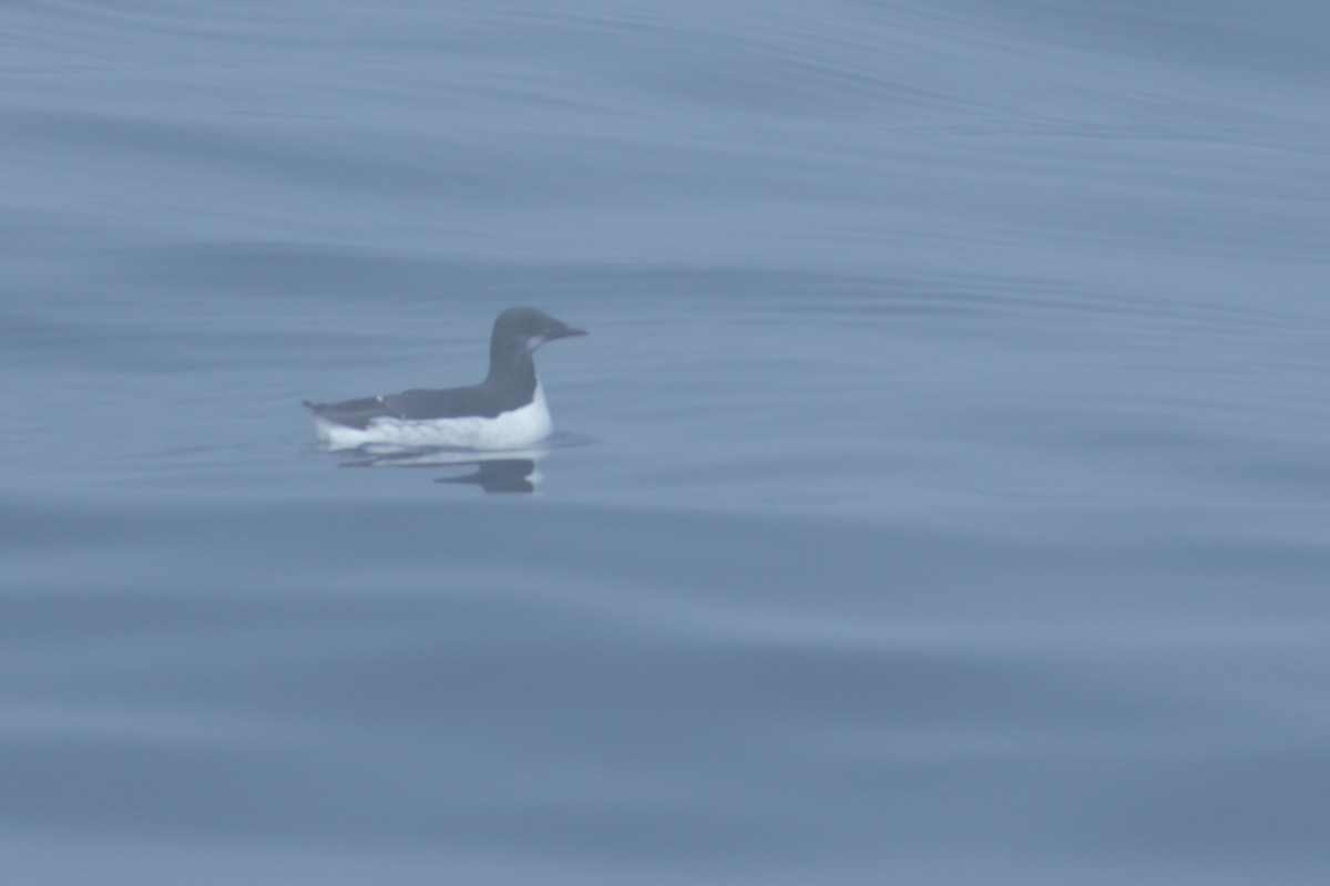 Thick-billed Murre - ML620232414