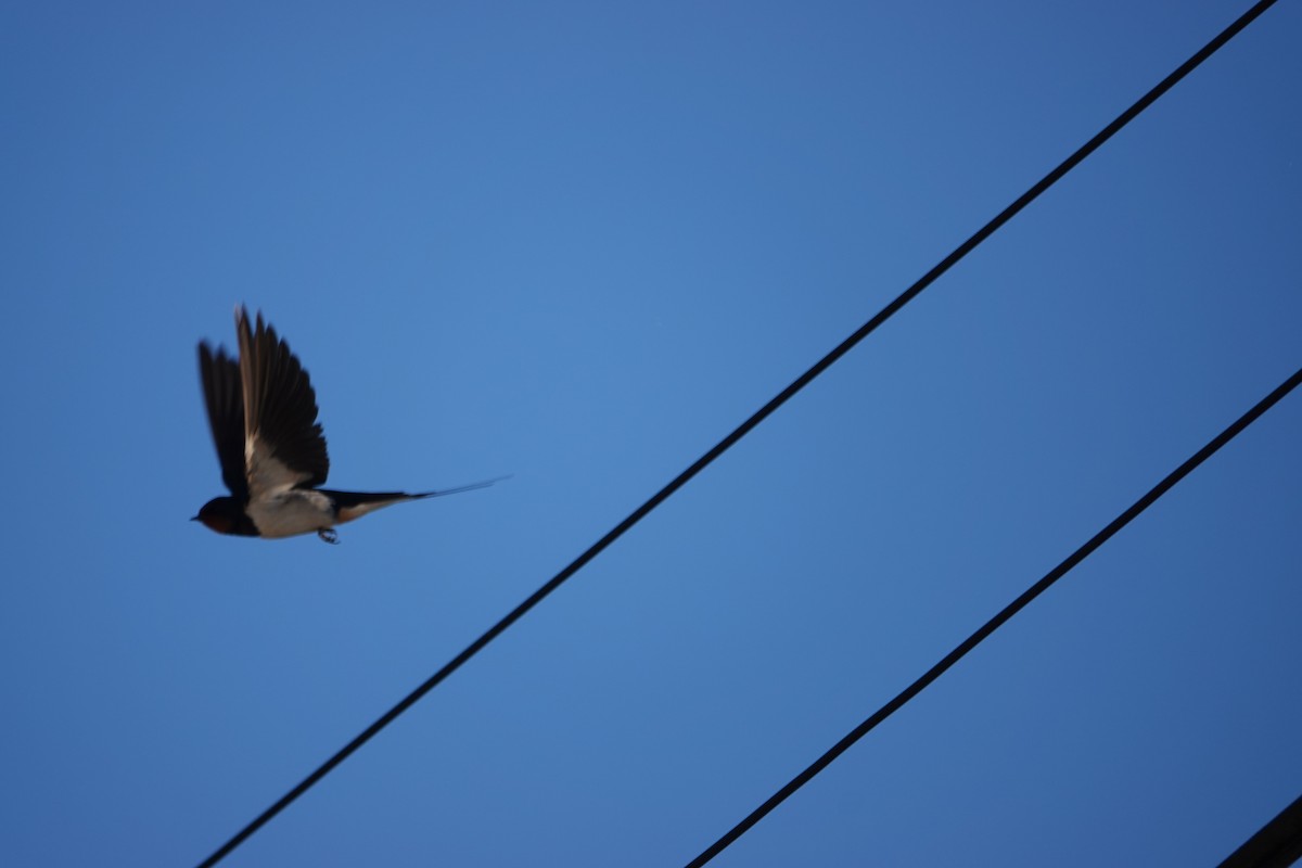 Barn Swallow - ML620232426