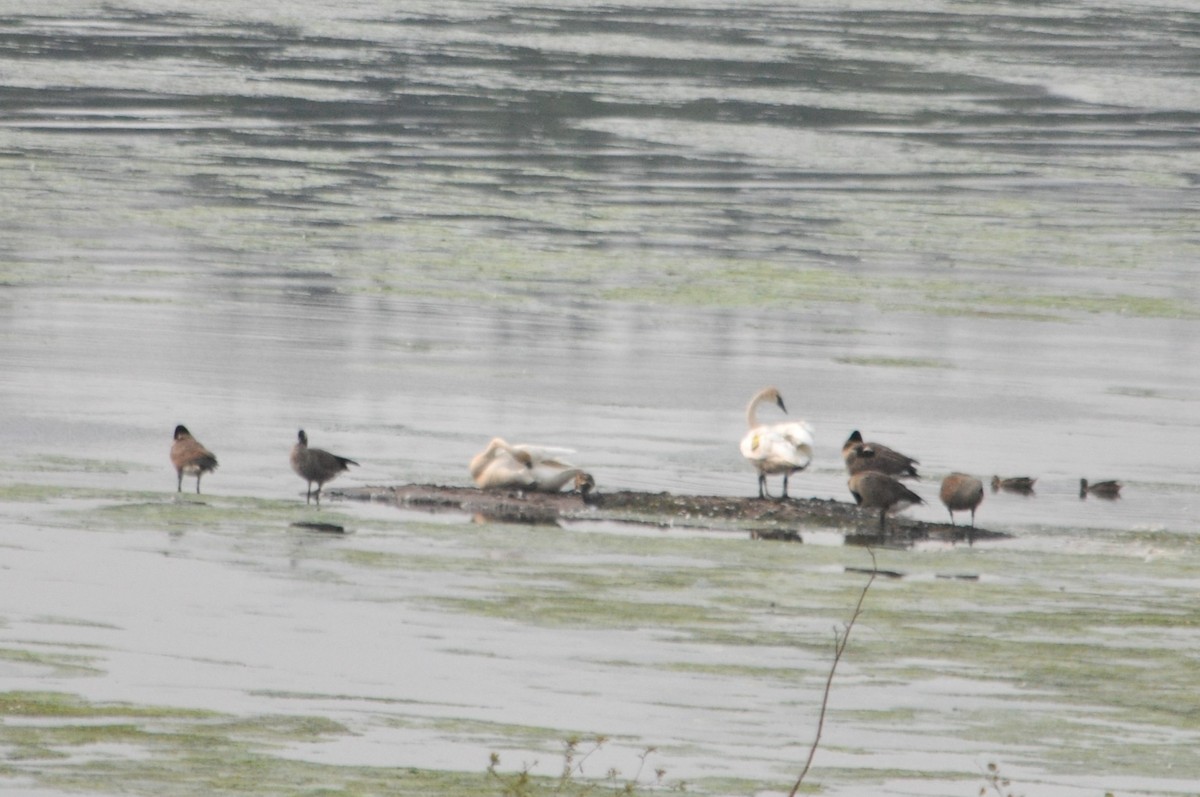 Canada Goose - ML620232427