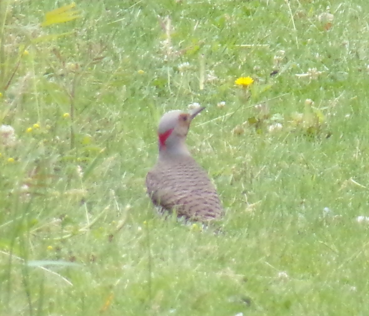 Northern Flicker - ML620232430