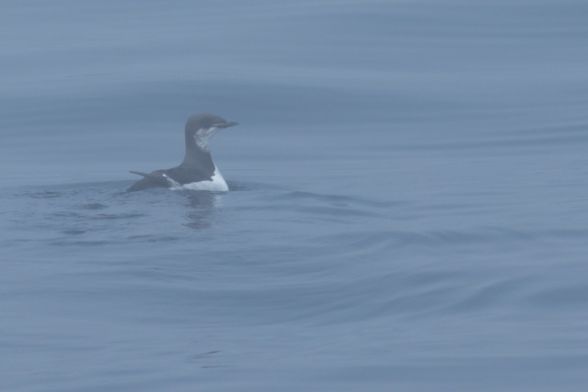 Thick-billed Murre - ML620232436