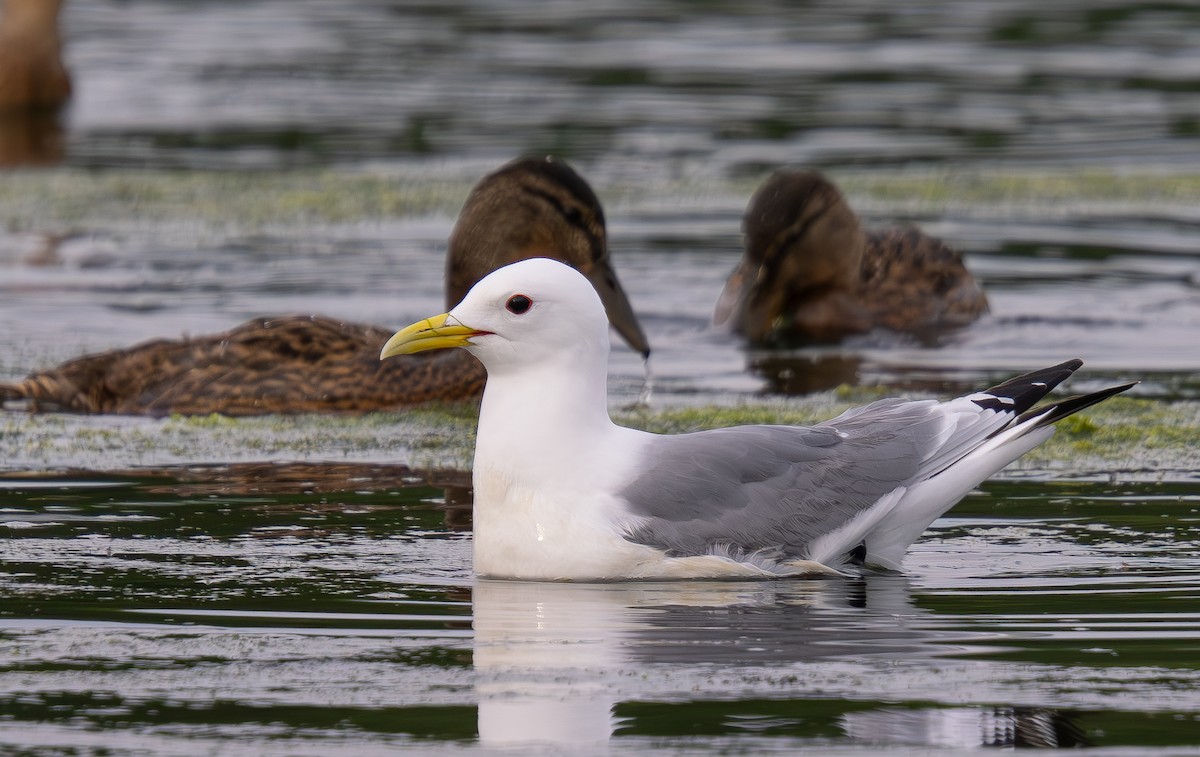 Mouette tridactyle - ML620232438