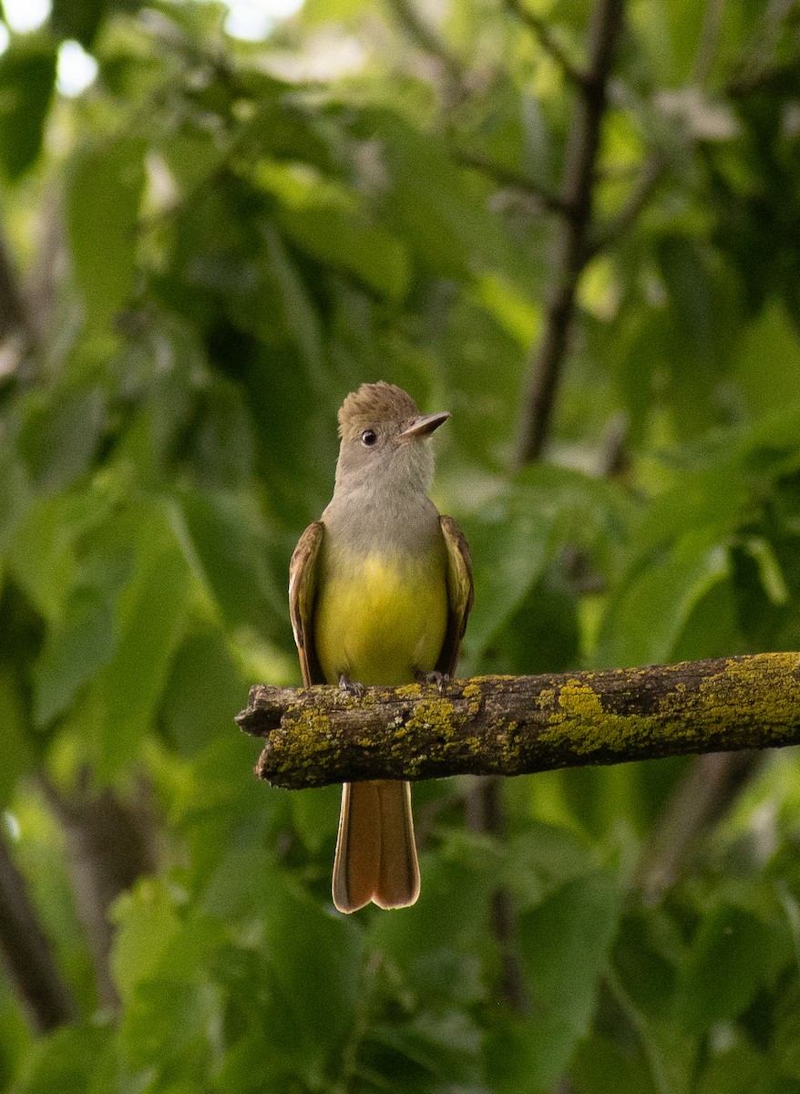 Great Crested Flycatcher - ML620232439