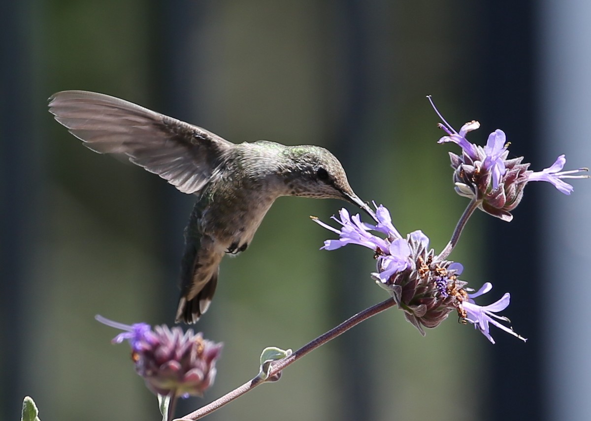 hummingbird sp. - ML620232444