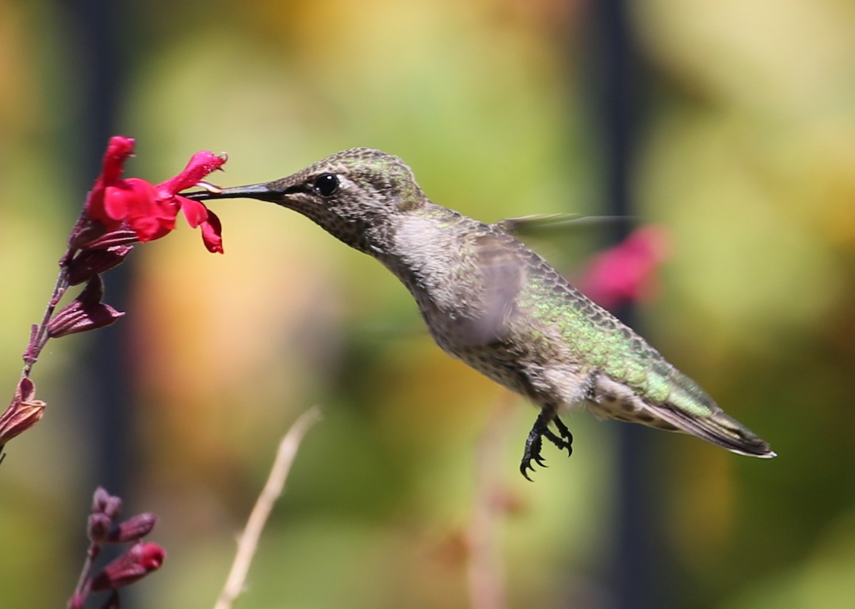 hummingbird sp. - ML620232445
