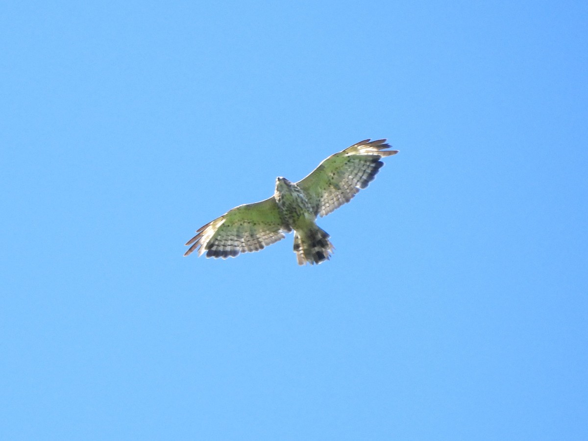 Broad-winged Hawk - ML620232446