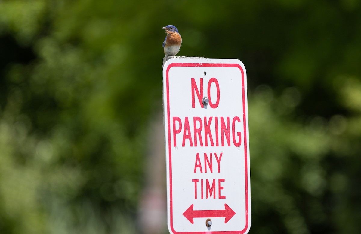 Eastern Bluebird - ML620232447