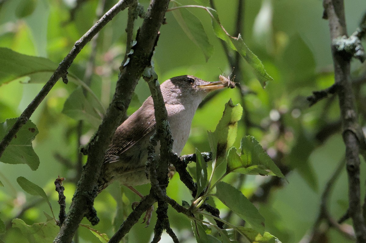 House Wren - ML620232451