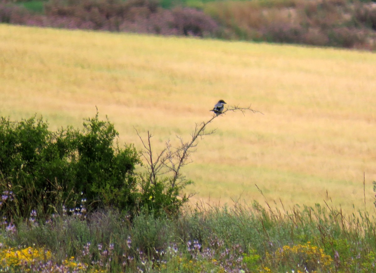 Iberian Gray Shrike - ML620232460