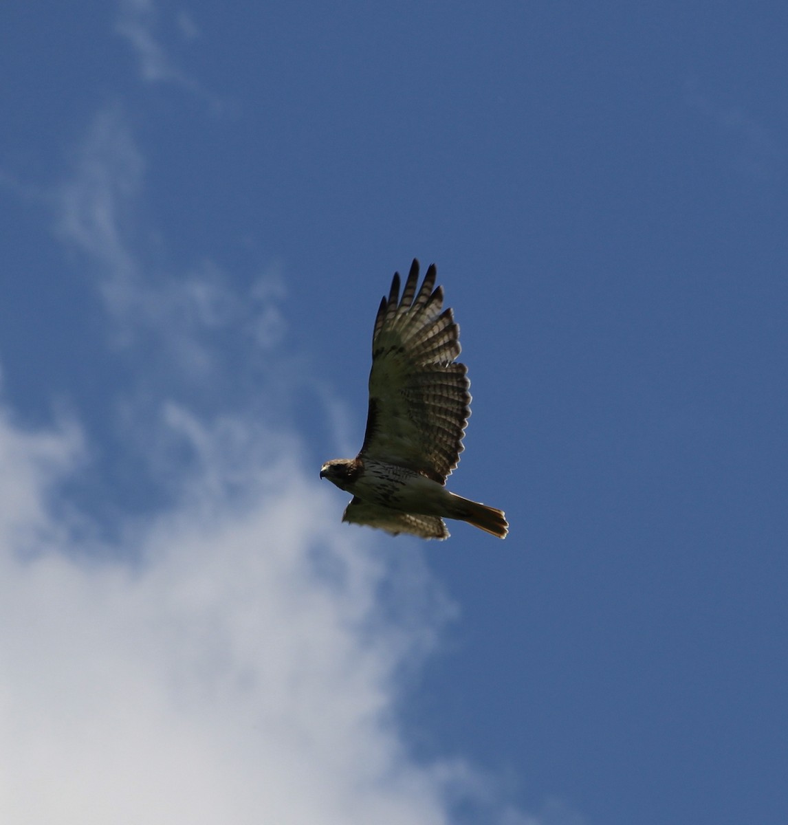 Red-tailed Hawk - ML620232464