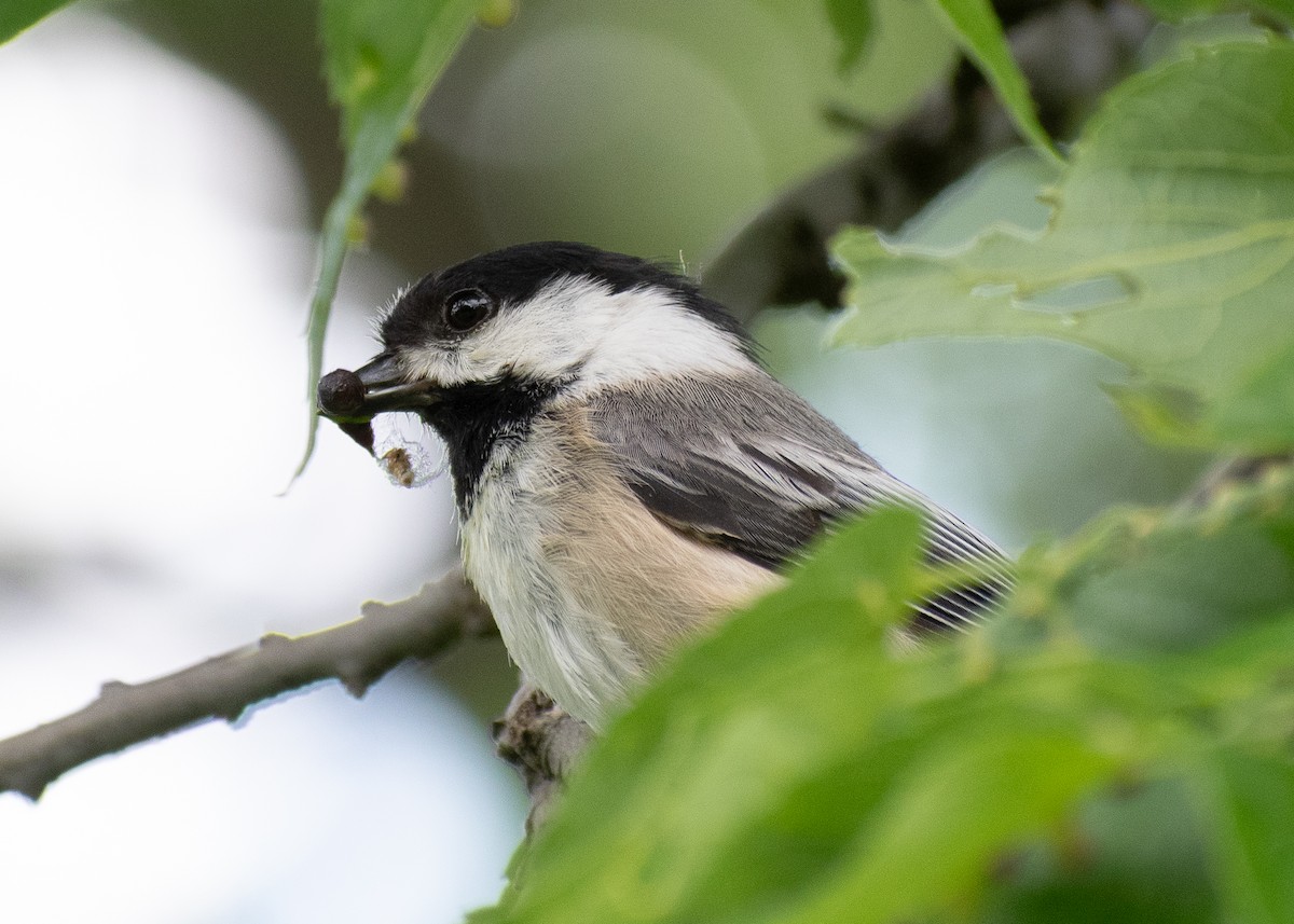 Black-capped Chickadee - ML620232465