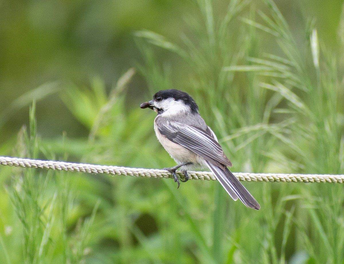 Black-capped Chickadee - ML620232466