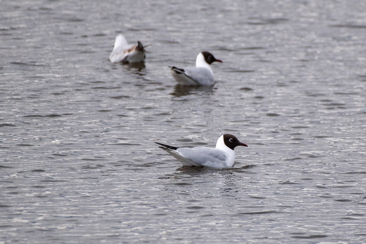 Black-headed Gull - ML620232467