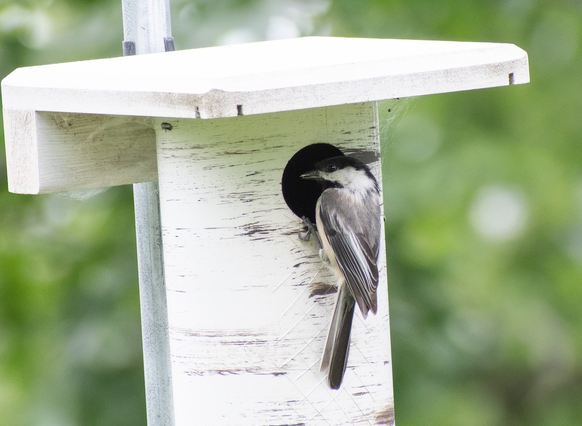 Black-capped Chickadee - ML620232474