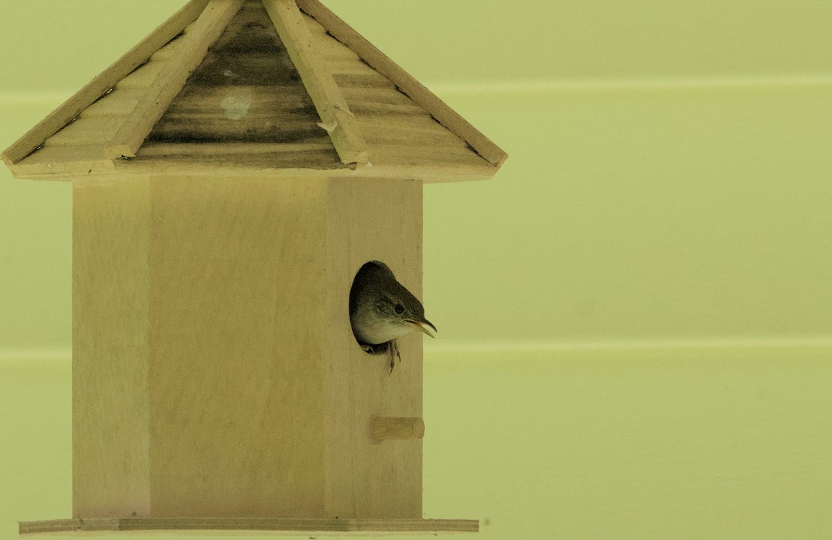 House Wren - ML620232475