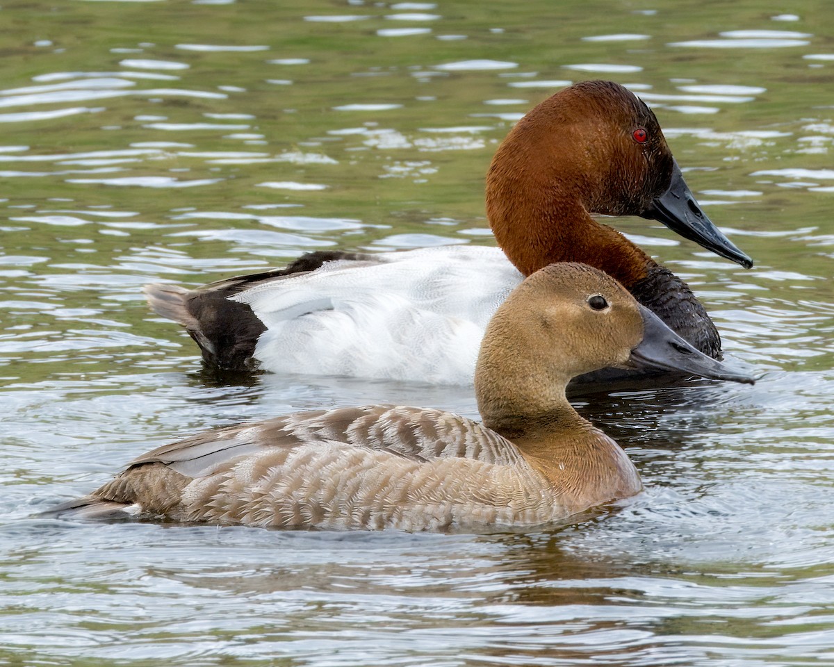 Canvasback - ML620232476