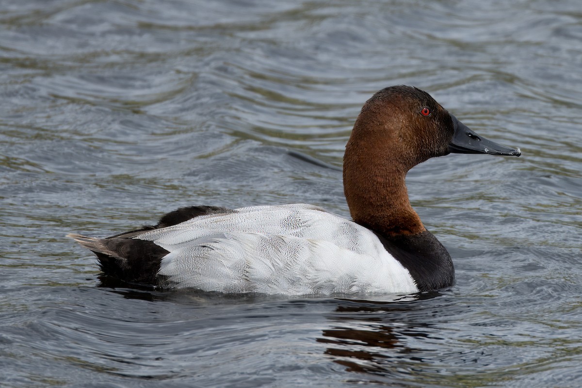 Canvasback - ML620232479