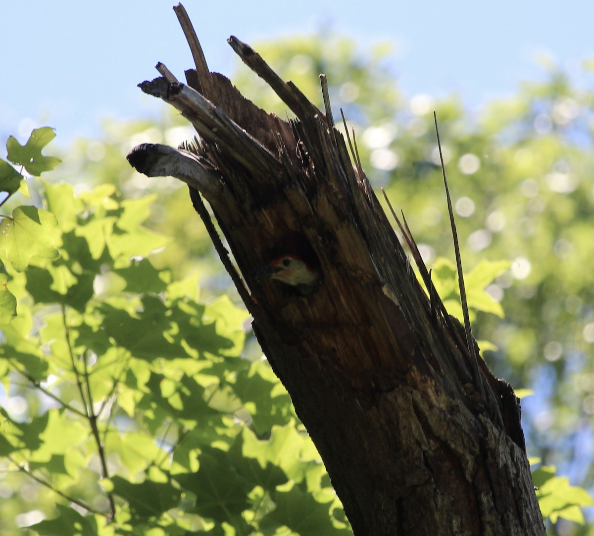 Red-bellied Woodpecker - ML620232487