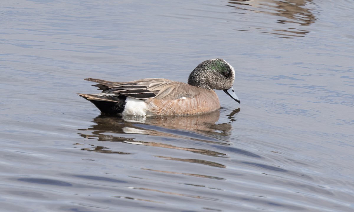 American Wigeon - ML620232489