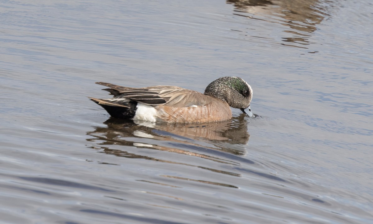 American Wigeon - ML620232490